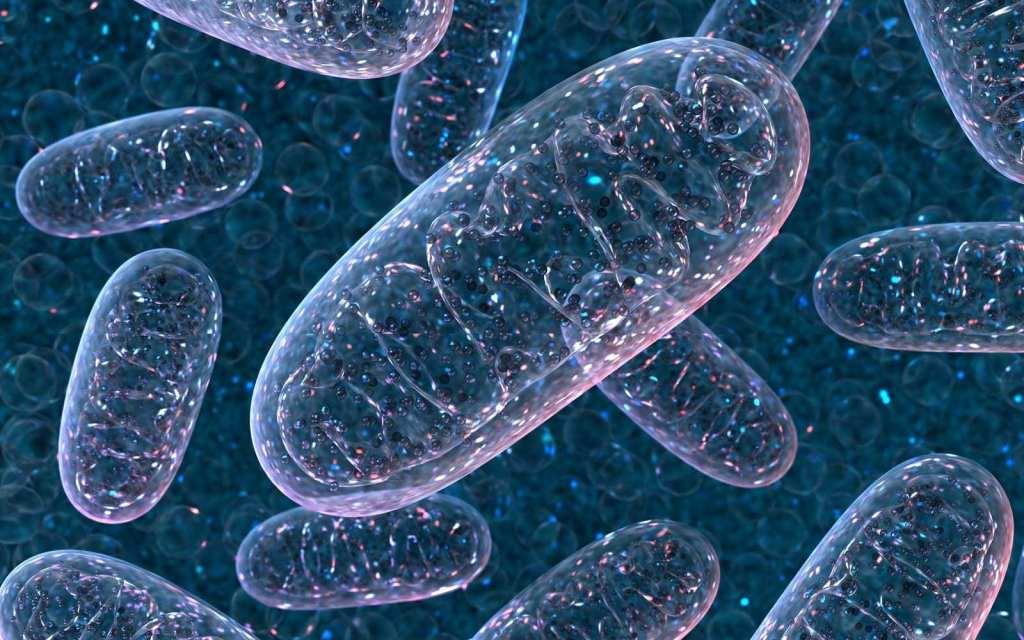 5 ways to boost Mitochondria to improve cell health and energy - simply nootropics au