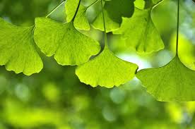 Ginkgo Biloba Supplements